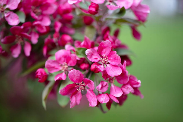 Bright purple red blossoming of a paradise apple tree or crab apple tree in botanical garden. Flowering apple tree in spring. Branch of a blossoming apple tree with red flowers closeup - Photo, Image