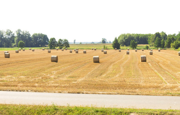 Bales redondos de paja en el campo. Campo paisaje fardos de paja en un campo de granja - Foto, imagen