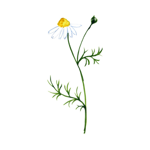 watercolor drawing chamomile - Fotó, kép