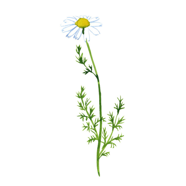 watercolor drawing chamomile - 写真・画像