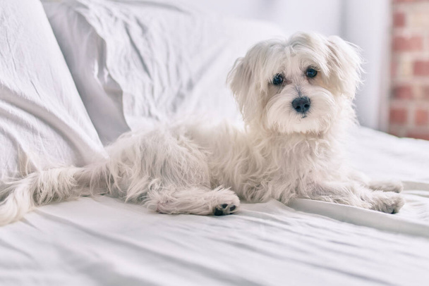 ベッドで愛らしい白い犬. - 写真・画像