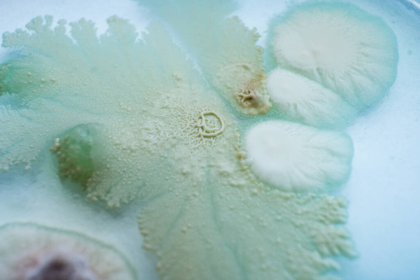 Macro. Micélio de cogumelos em ágar em uma placa de petri Cultivo de cogumelos. Cultura de fungos em placa de petri vista plate.top. - Foto, Imagem