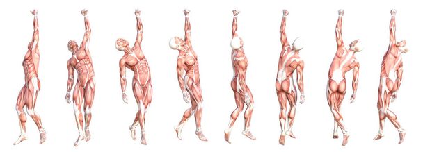 Käsitteellinen anatomia terve ihoton ihmiskehon lihasjärjestelmä asetettu. Urheilu nuori aikuinen mies poseeraa koulutukseen, kunto urheilu, lääke eristetty valkoisella taustalla. Biologia tiede 3D-kuvitus - Valokuva, kuva