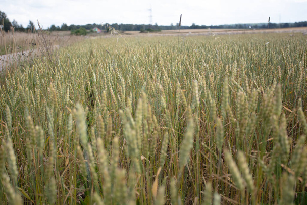 クローズアップ、熟したシリアルの耳、ライ麦のコンセプト夏の背景、 8月、収穫 - 写真・画像