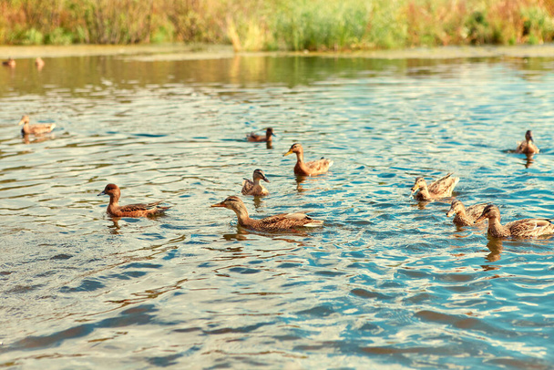 Ducks gather in flocks before the autumn flight.. - Фото, зображення