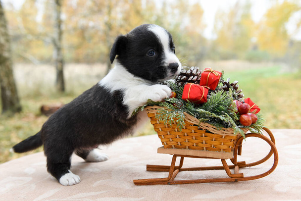 Welsh corgi pembroke štěně a sáně s dárky - Fotografie, Obrázek