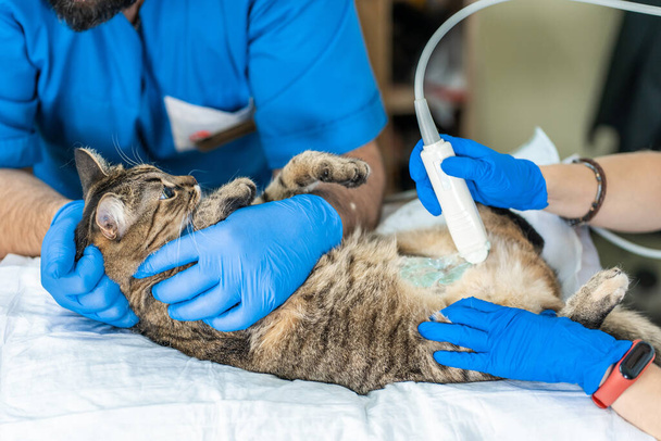 Veterinarians carry through an ultrasound examination of a domestic cat. - Φωτογραφία, εικόνα