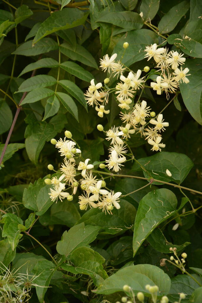 White flowers of Clematis or Clematis vitalba on a bush.Clematis vitalba is a climbing shrub with branched, grooved stems and scented white flowers. - Photo, Image