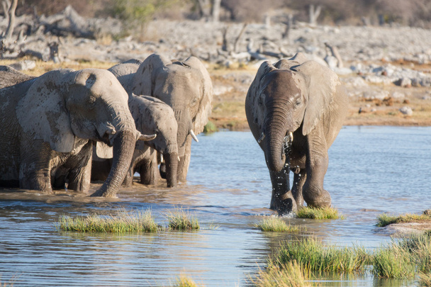 Elefantes en Etosha
 - Foto, Imagen
