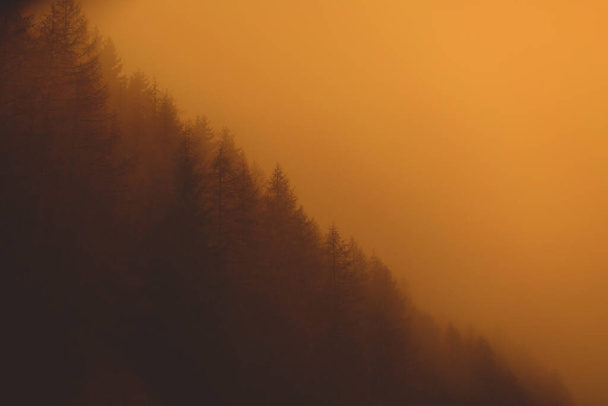 Orange Sunset Through the forest trees on mountains. copy space - Foto, Bild