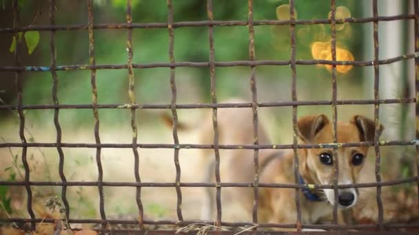 χαρούμενο κουτάβι πίσω από ένα παλιό φράχτη αγροτικό πλέγμα στον καλοκαιρινό κήπο - Πλάνα, βίντεο