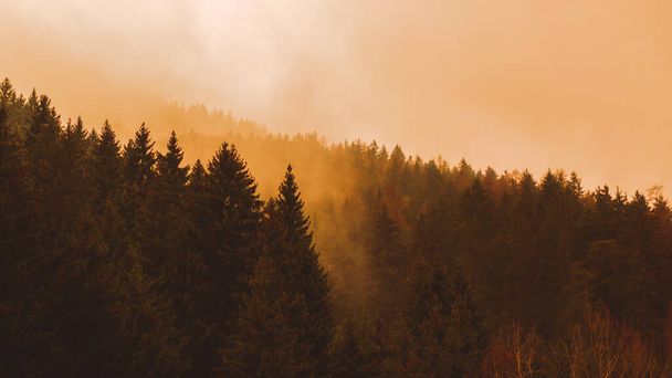 Orange Sunset Through the forest trees on mountains. fog and low clouds. copy space. banner - Fotoğraf, Görsel