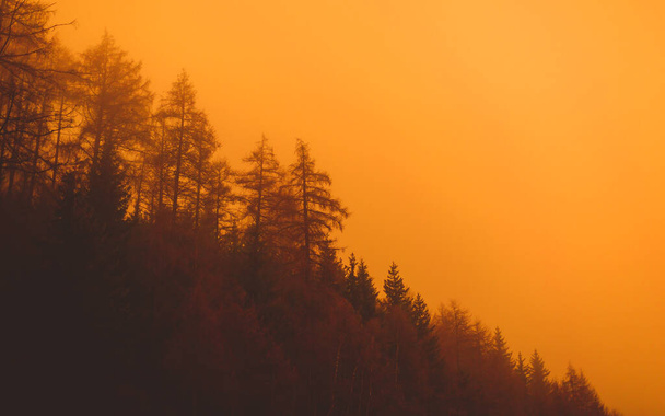 Orange Sunset Through the forest trees on mountains. copy space - Φωτογραφία, εικόνα