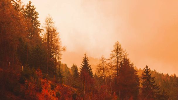 Red Sunset Through The Burnt old Trees Of A Forest After A Fire. copy space - Foto, imagen