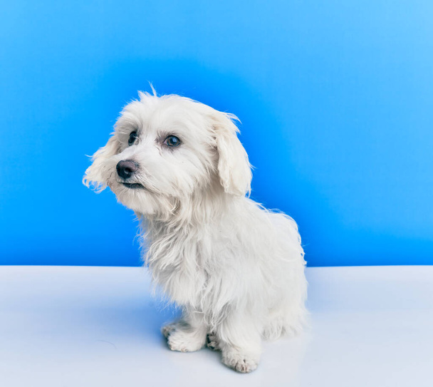 Αξιολάτρευτο σκυλί πάνω από απομονωμένο μπλε φόντο. - Φωτογραφία, εικόνα