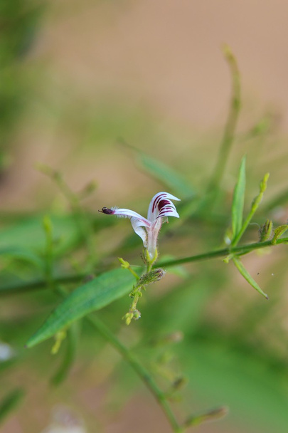 Bitter Herb также известен как Andrographis paniculata Flower
. - Фото, изображение
