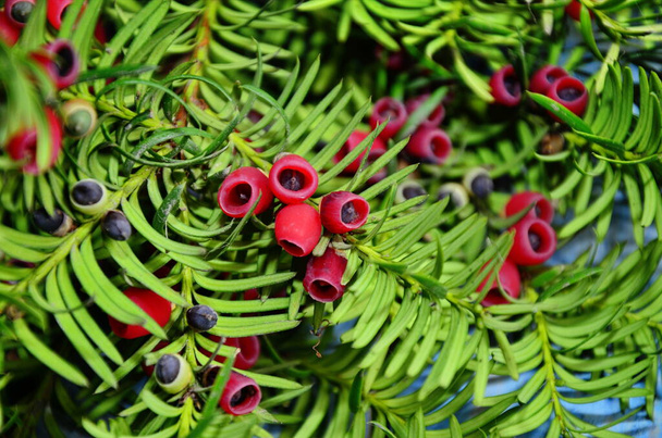 Taxus baccata closeup. Conifer needles and fruits. Green branches of yew tree with red berries - Photo, Image