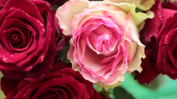 συλλέγουν ένα μπουκέτο από πραγματικά λουλούδια από κόκκινα τριαντάφυλλα - Πλάνα, βίντεο