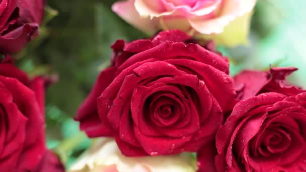 recoger un ramo de flores reales de rosas rojas - Imágenes, Vídeo