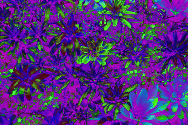 abstract Bromeliad and other plant species with neon tone - Photo, Image