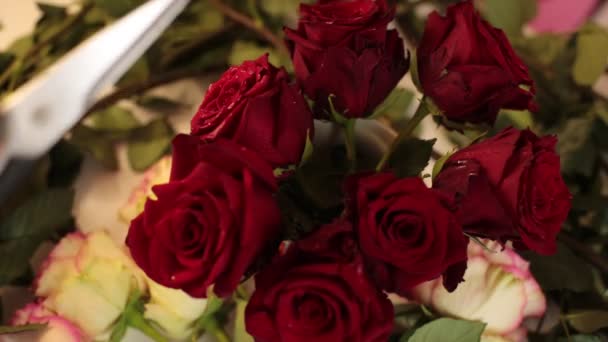 recueillir un bouquet de vraies fleurs de roses rouges - Séquence, vidéo