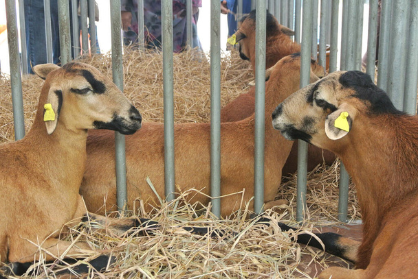 SERDANG, MALAYSIA - EPTEMBER 30, 2017: Seçilmiş türlerden keçiler üreticilere satmak için kafeslere yerleştirilir. - Fotoğraf, Görsel