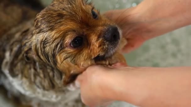 Pommerse hond in de badkamer. Verzorgingssalon. - Video