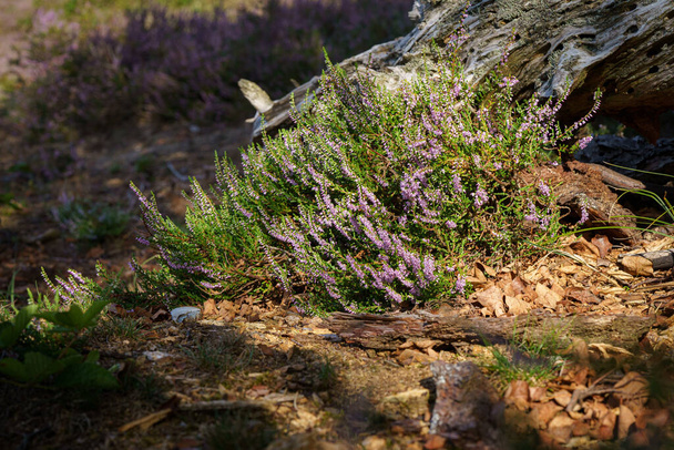Крупный план цветущего Calluna vulgaris (обыкновенный вереск, линг или просто вереск). - Фото, изображение