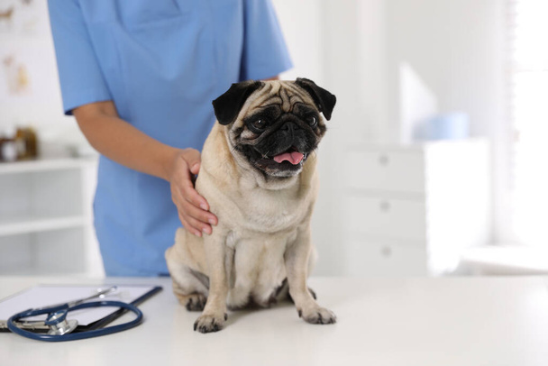 Veterinarian examining cute pug dog in clinic, closeup. Vaccination day - Fotoğraf, Görsel