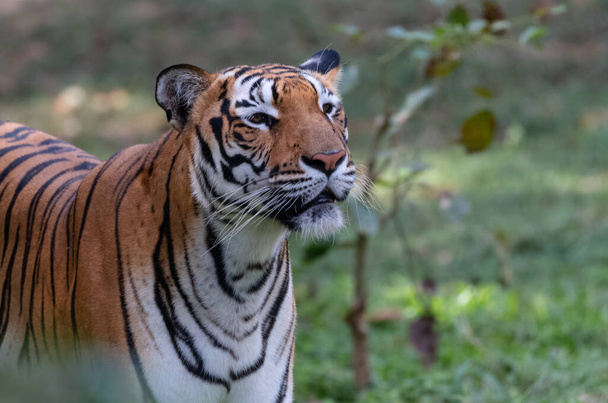 Tigre de Bengala indio (Panthera tigris) en hábitat natural fusilado en las selvas de Karnataka, India - Foto, Imagen
