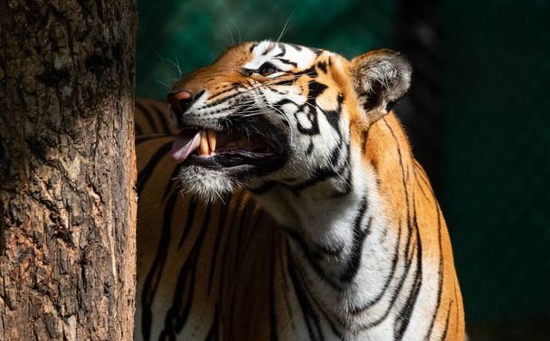 Индийский бенгальский тигр (Panthera tigris) в естественной среде обитания, снятый в джунглях Карнатаки, Индия - Фото, изображение
