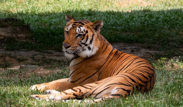 Intian Bengal Tiger (Panthera tigris) luonnollisessa elinympäristössä ammuttu Karnatakan viidakoissa, Intiassa - Valokuva, kuva