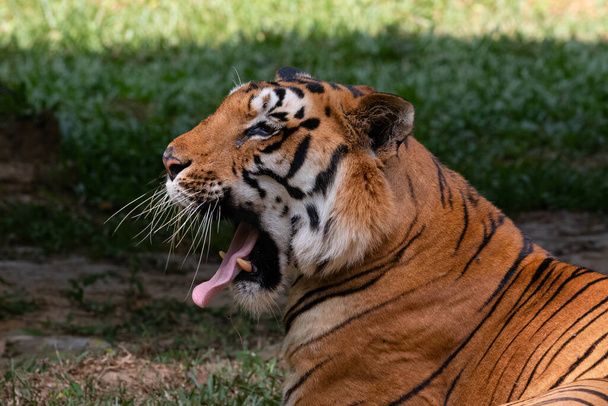 Tigre indiano de Bengala (Panthera tigris) em habitat natural baleado marcando seu território com mijo na árvore - Foto, Imagem