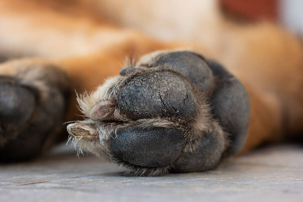Macro close up shot of a young adult German sheepdog paw and nails. - Foto, afbeelding