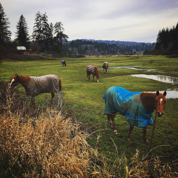 Grupo de caballos con mantas pastan en pastos verdes.  - Foto, imagen