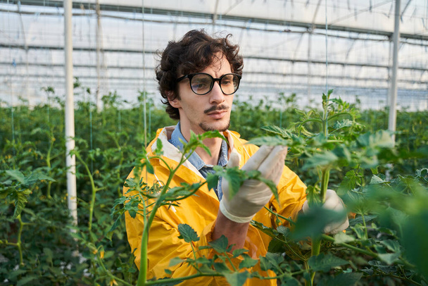 Young male professional working with plants in hothouse - Foto, Bild