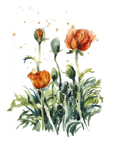Poppies. Garden sketches. Watercolor hand drawn illustration - Photo, Image