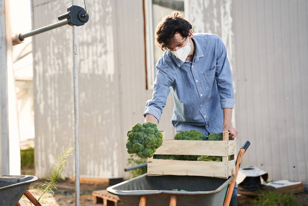 Young man gathering harvest of broccoli on farm - Photo, image