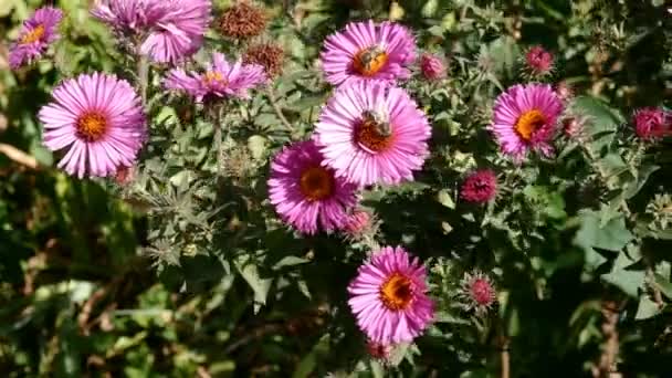 多くの紫色のSymphytrichum新星- angliaeまたはNew England aster 、アスタリスク科の植物は光の風に揺れるとその上に蜂を植えます。選択的フォーカス。閉鎖. - 映像、動画
