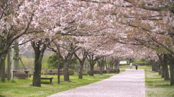 Kirschblütentunnel mit fliegenden Blütenblättern im Frühlingswind - Filmmaterial, Video