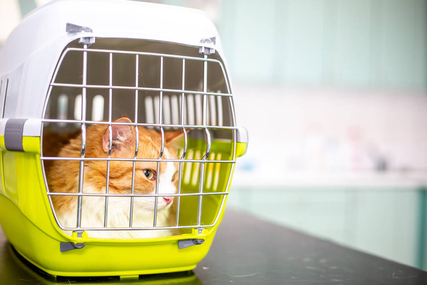 Gato enfermo en la jaula en una clínica veterinaria, concepto veterinario - Foto, imagen