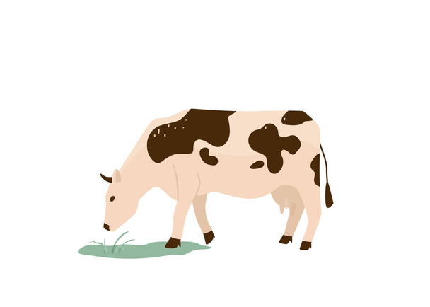 Spotted black and white cow eat green grass vector illustration. Isolated on white background. Dairy industry in simple cartoon flat style - Vector, Image