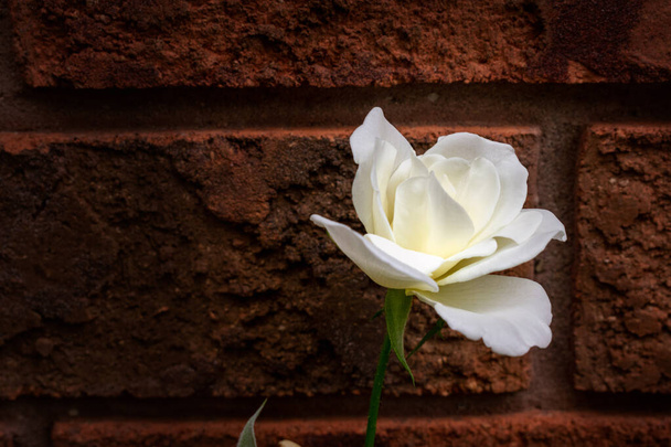 Rosa branca sobre um fundo de tijolo com espaço de cópia  - Foto, Imagem
