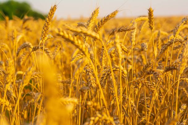 Golden field of wheat in the sun - Foto, afbeelding