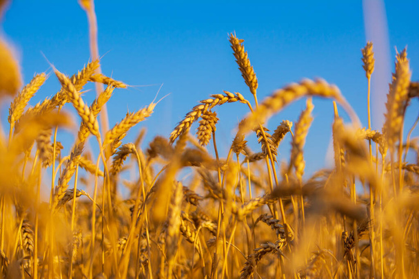 Золотое поле пшеницы на солнце - Фото, изображение