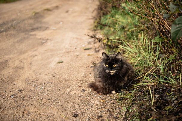 Kočka sedí na písčité venkovské silnici a čeká na majitele - Fotografie, Obrázek