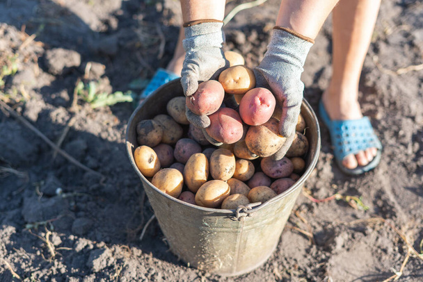 A farmer in gloves holds potato tubers in the garden. - Foto, Bild