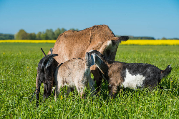 Three baby goats with mother on green lawn - Photo, Image