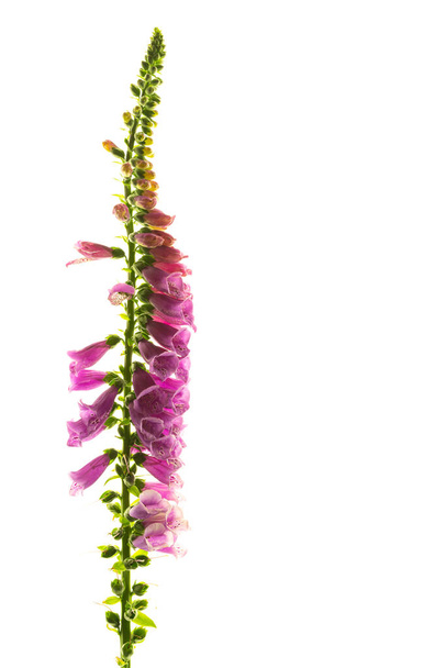Purple foxglove flowers isolated on white background - Foto, afbeelding