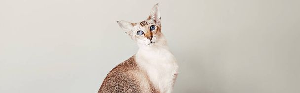 Όμορφη colorpoint μπλε-eyed ανατολίτικη γάτα φυλής ψάχνει στην κάμερα. Χνουδωτό τριχωτό κατοικίδιο με μπλε μάτια που χαλαρώνει στο σπίτι. Αξιολάτρευτο τριχωτό ζώο αιλουροειδές φίλο. Τίτλος banner ιστού. - Φωτογραφία, εικόνα